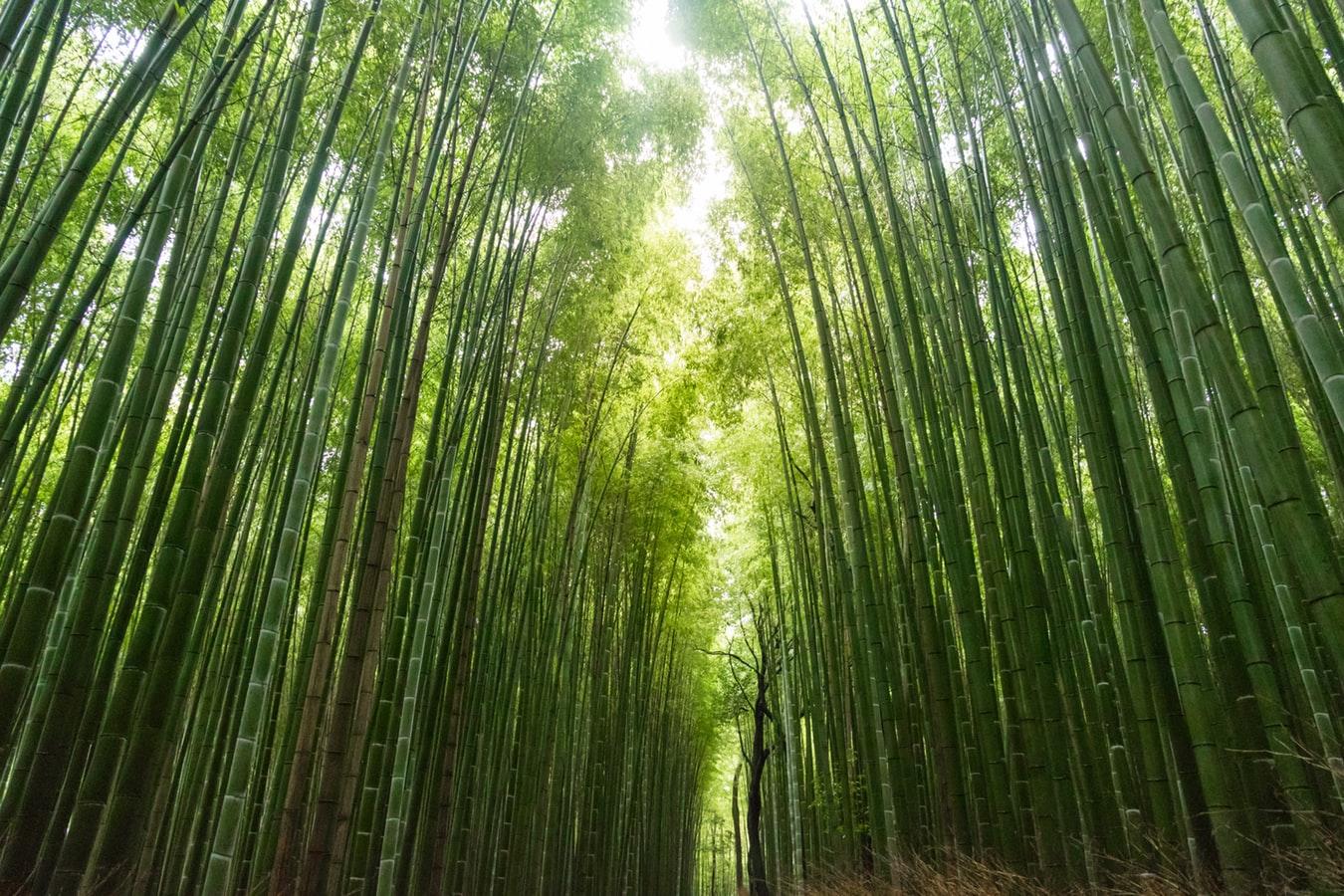 hall bamboo