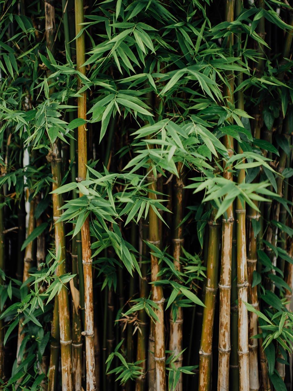 leaf image of bamboo